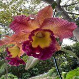 An orchid that bloomed in our garden:)