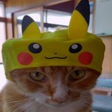 トップモデルタルちゃんによるポケモンコスプレ ※決して嫌な顔はしません #HappyHalloween #ハロウィンコスプレ #猫好きさんと繋がりたい