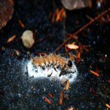 Ophiocordyceps on Caterpillar. #decay #sad #fallen #caterpillarphotography #nature   Art by Matt Fox