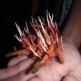 Un Ophiocordyceps caloceroides creciendo en el cuerpo (muerto) de una tarantula. (si, c&oacute;mo el de #lastofus )