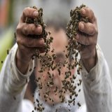 The scientific evidence that #glyphosate is harmful to humans, animals, insects, microbes, and the environment has piled so high over the past several years that only the companies that sell it (eg Monsanto/Bayer) can continue to deny it.