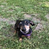 Lillian Sinclaire, still recovering from her neck surgery, but back to really sassy and ready for at least one new squeaky ball per day (I know, but she&rsquo;s awesome).
