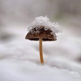 Un bolet gelat.