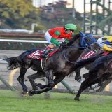 2022/11/06 東京11R アルゼンチン共和国杯 マイネルファンロンさんが1周目こっちを見ていた！ 「おい、今日の距離知ってるか？」   #マイネルファンロン  #アルゼンチン共和国杯