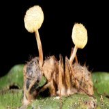 Microbe Monsters  Ophiocordyceps unilateralis turns ants into zombies. Its fungal threads form a network in and around the ant's muscles, bewitching the ant to climb to a high place and wait for death. The ant&rsquo;s head bursts open, and a fruiting