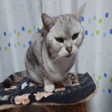 松井裕樹抑えたニャ マー君勝利投手ニャ 良かったニャ ということでお休みニャン  #猫のいる生活  #猫のいる幸せ  #猫好きさんと繫がりたい  #アメショ #アメリカンショートヘア  #プロ野球開幕 #田中将大 #松井裕樹 #エスコンフィールド北海道