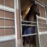 アルゼンチン共和国杯に出走するアフリカンゴールドです！  目を見開いてこっちを見てる感じ好きです笑 さすがステイゴールド産駒！笑 表情豊かで行動もかわいいですね