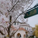 狙って取ったわけじゃないけどたぶん最高の桜日和だったな。まさに花の道。先月行った時は明け方雪が降ってたから季節の移ろい感じます。次は5月！その前に来週全ツで広島！忙しい！  #宝塚  #宝塚歌劇団