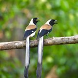 #1071 White-bellied Treepie!!  #Two2Tango  #dailypic #IndiAves #TwitterNatureCommunity #birdwatching #BirdsSeenIn2023 #ThePhotoHour #BBCWildlifePOTD #natgeoindia