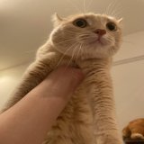 一番好きなライオンキングやってる うちの猫も大興奮 猫の名前はムファサ いずれ王になる #ライオン・キング  #ライオンキング #ムファサ #猫