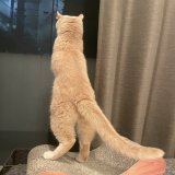 名前ムファサ うちの猫より長い猫いる？ #ライオンキング  #ライオン・キング  #ムファサ  #猫 #長猫