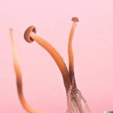 One thing is for sure, DALL&bull;E 2 needs to be taught about the fungal kingdom as &ldquo;cordyceps&rdquo; or &ldquo;ophiocordyceps&rdquo; gave me these never seen before species of mushroom.  #openai #dalle2