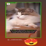 \ud83d\ude0d\ud83d\ude0d\ud83d\ude0dIf You like it pls support with \u2764\ufe0f\ud83d\ude09 \ud83d\udce9 Submit your cat's photo to our contest email (below BIO) to be featured \ud83d\udc95#cat #cats #catsagram #catstagram #instagood #kitten #kitty