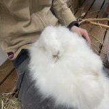 何このもふもふーーーーーー！！！！！ ブラッシングしてほわほわーーー！！！