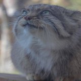 ㅤㅤ なんだか笑ってるように見えますˊ˗ ㅤㅤ #那須どうぶつ王国 #マヌルネコ #pallascat  #animal #zoo