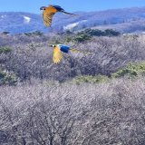 バードパフォーマンスBROAD 全天候型回廊の上をルリコンゴウインコが飛び交う姿は絵になります。 回廊はGW前には全て完成予定です。さらに安全に快適に#バードパフォーマンスBROAD #那須どうぶつ王国