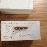 Empec&eacute; a ver the las of us y record&eacute; que cuando viste el instituto de biolog&iacute;a de la UNAM, nos mostraron una parte de la colecci&oacute;n de hongos. Y he aqu&iacute; el hongo cordyceps que par&aacute;sito a una avispa (ophiocordy