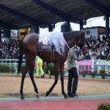 #浦和記念 パドック。第43回浦和記念(JpnII･浦和･左2000m)はJRA5頭･地方6頭の11頭が出走します。15時05分現在で、単勝3.0倍の1番人気は4枠4番ケイアイパープル。2番人気以下はタイセイドレフォン、ラーゴム、クリノドラゴンと続きます。発走は15時25分予定。