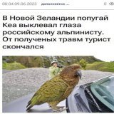 походу буданов це білосніжка