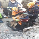 Mama dog and her 2 pups were rescued in Turkey after spending over 120 hours under the rubble.   #puppies #TurkeyEarthquake