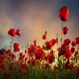 We Will Remember Them   #ArmisticeDay #RemembranceDay #LestWeForget