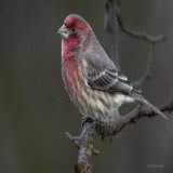 Brilliant finch!  #birdphotography #BirdTwitter #birdwatching #birding #birds #wildlifephotography #NaturePhotography #NatureBeauty #TwitterNaturePhotography #nature #naturelovers #TwitterNatureCommunity