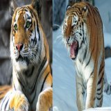 アムールトラの性格は「オラオラ系」と「控えめ系」に分かれると判明！   ムツゴロウさんも猛獣と馴れ合ったり噛まれたりしていましたが、猛獣に性格の違いはあるのでしょうか？英LSEはアムールトラの性格が大きく「威厳」か「平静」の2タイプに分けられることを発見