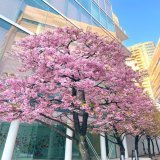 今日は何の日津田沼PARCO最終日 ビスケットの日 ポケモン赤緑発売日  治そうと代々木の耳鼻咽喉科受診 『治したかったら喋らないで 喋ってると森進一になっちゃうよ』という診断 #河津桜　#猫　#キリトリセカイ  治る兆しが見えて希望が出たにゃ