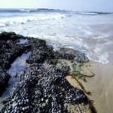 Tide pools at Crystal Cove State Park, California #DailyPictureTheme #Ocean #PacificOcean