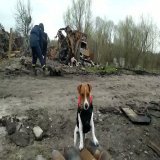 "Ukrposhta" announced the issue of stamps with the famous dog Patron, which helps rescuers in demining.