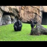 VIDEOS INEDITOS