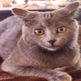 Rue's face as I dance to SexyBack  the ears LMAO  I dance/sing when I am cooking... I feel attacked by that face