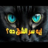 ليه عيون القطط فيها سر مش موجود في أي حيوان  تاني؟ وليه بالشكل العمودي ده بالذات؟