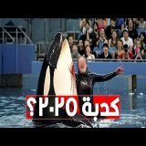 هو الفيديو المرعب بتاع الأوركا والمدربة حقيقي فعلاً؟ وهل ممكن تثق في أي فيديو تشوفه بعد كده؟