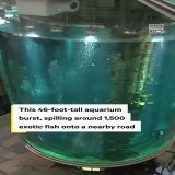 A 46-ft-tall aquarium in the lobby of a Berlin hotel burst open on December 16, injuring two people and sending 264,000 gallons of water crashing through the lobby and into the street &mdash; along with approx 1,500 dead tropical fish.