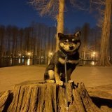 夕散歩暖かいくらいの散歩日和さいたま市は春の感じです切り株狛犬座りでご挨拶お疲れ様でしたー#柴犬のいる暮らし #柴犬 #shibainu #黒柴 #柴犬のいる幸せ #柴犬を崇めよ #グルメ #絶景 #幻想 #別所沼公園