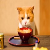 もう食べていいかにゃ&hellip;？  #大晦日 #年越しそば #にゃらん #じゃらん