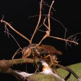 If you're a character in Joel and Ellie's world of @TheLastOfUsHBO, you might have fungus on your mind lately. But could the fungi in the show, based on the real-life genus Ophiocordyceps, really make the leap to humans?    Find out with @joaofungo: