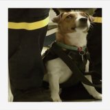 President Volodymyr Zelensky honored the bomb-sniffing dog Patron on Sunday. The dog, whose name means "ammo" in Ukrainian, helps sniff out Russian mines and explosives in the northeastern city of Chernihiv, Ukraine.