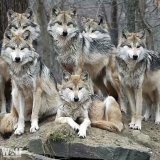 Wolves work hard.  Wolves work smart.  Wolves work together.  Be like a wolf   #LaborDay