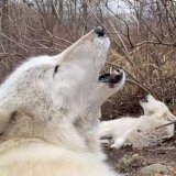 It's #GivingTuesday - double your support for the WCC + wolves! Donate    Thanks to a generous donor, all donations received today (Nov. 29) will be matched up to $50,000!