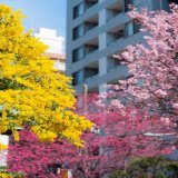 ミモザ、寒緋桜、河津桜の三色ハーモニー  #国際女性デー #ミモザの日