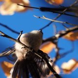 月曜日は無限にツイート出来るよ・・( ＾&omega;＾) #野鳥撮影 | #ケツ曜日 | #OLYMPUS
