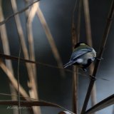 「自分も探鳥頑張らないとな・・( ＾&omega;＾)」って思うんだけど、カメラを忘れてカメラバッグがカラだと物凄く身軽で調子が良い・・( ＾&omega;＾) #野鳥撮影 | #ケツ曜日 | #OLYMPUS
