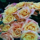 本日は敬老の日です  感謝の気持ちをお花に込めて  いつもありがとう