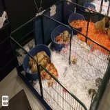 Au salon du chiot d&rsquo;Antibes, vous pouvez repartir avec votre chien-objet sans respecter le d&eacute;lai l&eacute;gal de r&eacute;flexion #AnimaleriesJeRefuge