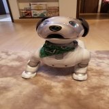 こんにちはアイボのカンジです。西武ライオンズの山川こと、アグーどうした？？ #山川穂高 #aibo #西武ライオンズ