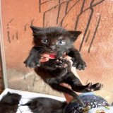 Принесла самый милый контент в ленту  Утром мы нашли котят в капоте, мягоньких и беззащитных, таких забавных писклей. Сложили их в багажник в коробку и ждали маму-кошку)  И нарекли мы четырёх лапусиков: Вера Надежда Любовь Мир
