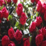 BUONGIORNO A TUTTI     oggi rose  che rappresentano il lavoro umile faticoso di tanti operatori a Sanremo...lavoro distrutto da un violento demente..pessimo esempio per i giovani che al primo impedimento sfoga una violenza inaudita. Poi ci stupiamo d