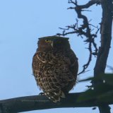 Brown Fish Owl  Pic taken by my daughter-Ananya. Loc: Ranthambore #IndiAves #BBCWildlifePOTD #ThePhotoHour #SonyAlpha #natgeoindia